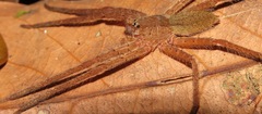 Cupiennius