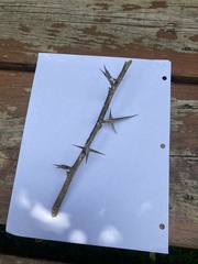 Gleditsia triacanthos