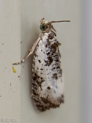Olethreutes malana