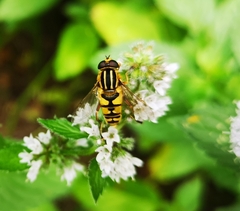 Helophilus pendulus