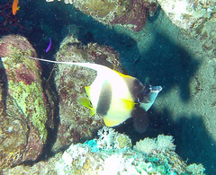 Heniochus intermedius