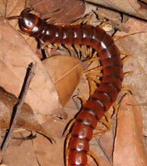 Scolopendra hermosa