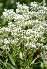 Eupatorium altissimum