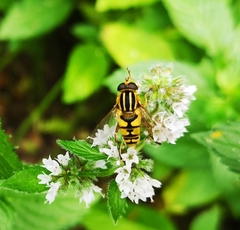 Helophilus pendulus