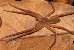 Cupiennius