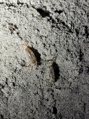 Megalorchestia pugettensis