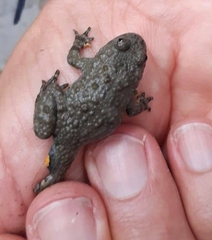 Bombina variegata