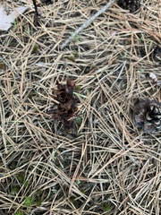 Monotropa hypopitys