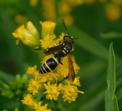 Ancistrocerus adiabatus