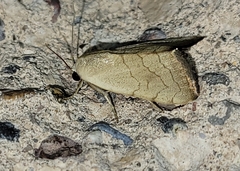 Bagisara buxea