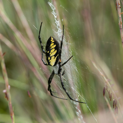 Argiope aurantia