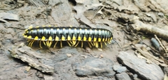 Helminthomorpha