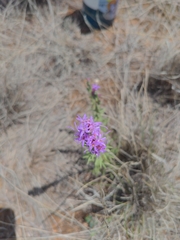 Liatris punctata