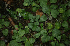Lamium galeobdolon
