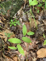 Uvularia perfoliata