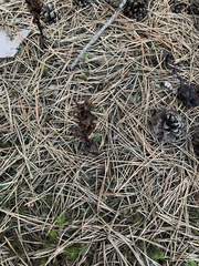 Monotropa hypopitys