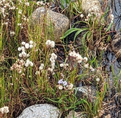 Tripolium pannonicum