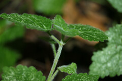 Lamium galeobdolon