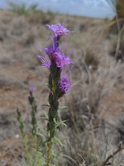 Liatris punctata