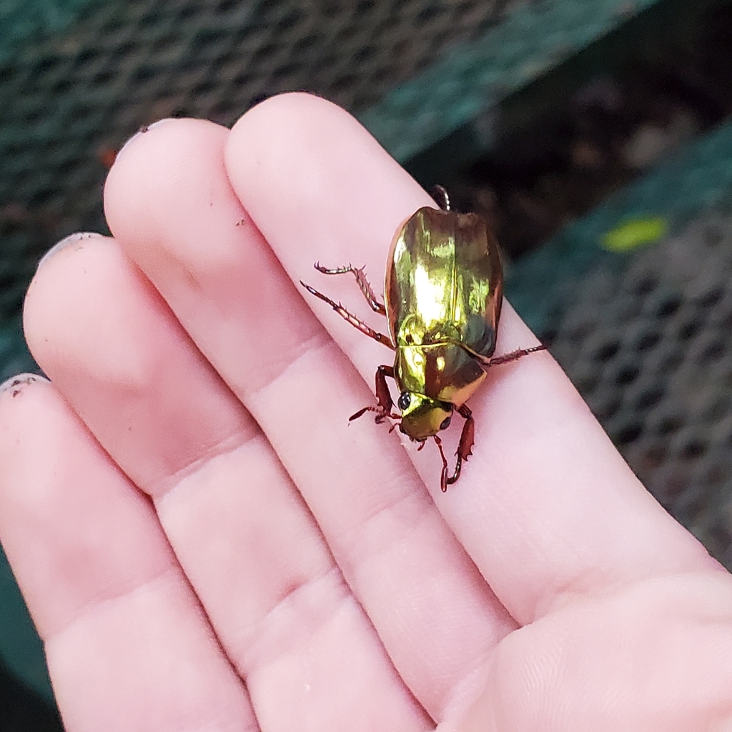 Chrysina cupreomarginata