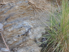 Amphispiza bilineata