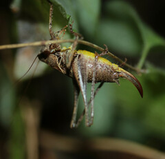 Pholidoptera griseoaptera