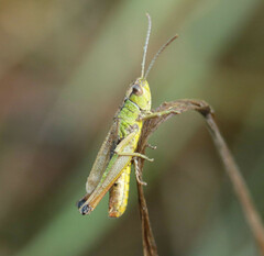 Pseudochorthippus parallelus