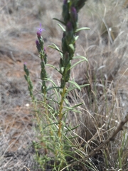 Liatris punctata