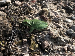 Hyla euphorbiacea