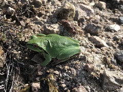 Hyla euphorbiacea