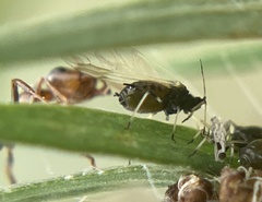 Aphis