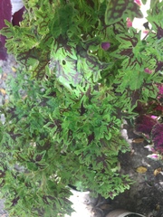 Coleus scutellarioides