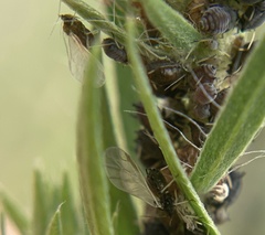 Aphis