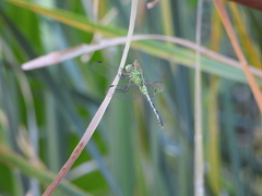 Erythemis collocata