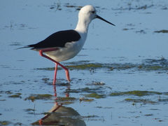 Himantopus himantopus