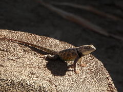 Sceloporus magister