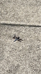 Libellula forensis