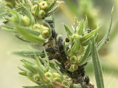 Aphis