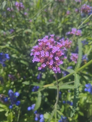 Verbena bonariensis