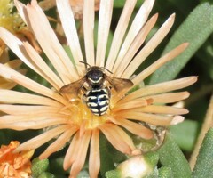 Dianthidium