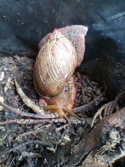 Plekocheilus succineoides