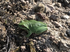 Hyla euphorbiacea