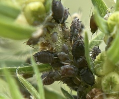 Aphis