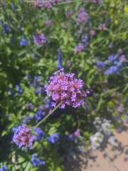 Verbena bonariensis