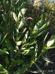 Salix cinerea