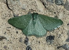 Xerochlora
