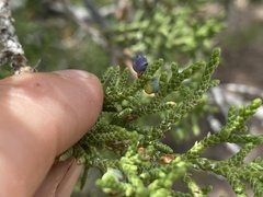 Juniperus monosperma