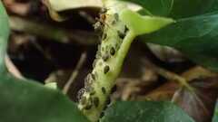Aphis hederae