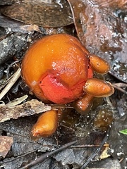 Calostoma cinnabarinum