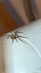 Philodromus aureolus